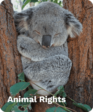 animal rights